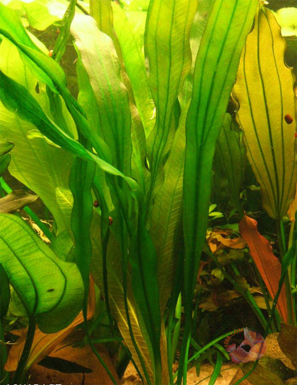 Cây Lưỡi Mèo là dạng cây có thể nói rất dễ trồng trong hồ cá thủy sinh.chúng có thể chấp nhận những thong số nước dù cứng hay mềm cây vẫn có thể chịu được Nó phát triển tốt ở điều kiện ánh sáng trung bình cần hồ dinh dưỡng cao. Nếu bổ sung thêm Co2 Cây Lưỡi Mèo sẽ cho ra lá tươi xanh và bung xòe rất đẹp và vương cao rất nhanh sau một tuần . Với sự tăng trưởng khá cao và sự hấp thụ dinh dưỡng tốt, Cây Lưỡi Mèo còn là ứng viên tuyệt vời cho các hồ thủy sinh bị dư dinh dưỡng.