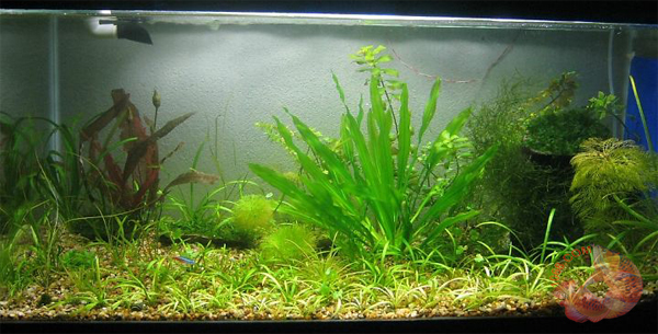 Cây Lưỡi Mèo thường được dùng làm cây trung cảnh trong hồ thủy sinh. Dưới điều kiện tối ưu, thân Cây Lưỡi Mèo có thể dễ dàng tiếp cận với các bề mặt có kích thước trung bình một hồ cá trong vòng một tuần hoặc lâu hơn, ngay cả sau khi được cắt tỉa đáng kể. Nhánh cây sẽ trôi dạt bên dưới bề mặt, với lá hình từng chiếc lá cùng hoa vàng sẽ phát triển. Tuy nhiên, nếu nhiệt độ quá nóng (70-76 độ F là tốt nhất) hoặc không có ánh sáng, cây sẽ kiệt sức một cách nhanh chóng và tăng trưởng chậm. Độ pH và độ cứng đóng vai trò tối thiểu trong việc phát tirển của cây. Phân bón vi chất dinh dưỡng thúc đẩy cây lớn hơn, tăng trưởng mạnh mẽ hơnhạn chế bón phân nitrate nếu thường xuyên bón có thể làm cây đen hoặc có màu nâu CO2 không bắt buộc nhưng sẽ thúc đẩy tăng trưởng. Nói chung Cây Lưỡi Mèo rất khó trồng với những ai đã chưa có kinh nghiệm mặc dù hơi khó trồng như vậy nhưng cây vẫn được nhiều người ưa chuông vì nó cây trung cảnh đẹp và rất dễ để phối cảnh.