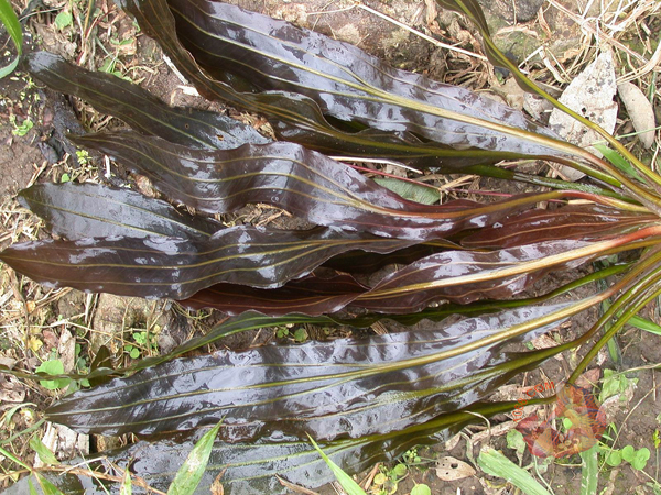 Do cây có thân hình nhỏ nhưng mọc rất nhanh nên Cây Lưỡi Mèo thích hợp trồng trong các hồ thủy sinh lớn. Cây Lưỡi Mèo là loài cây cắt cắm, chỉ cần ngắt 1 phần thân kèm theo lá và cắm thẳng xuống đất thì cây có thể phát triển thành cây mới.