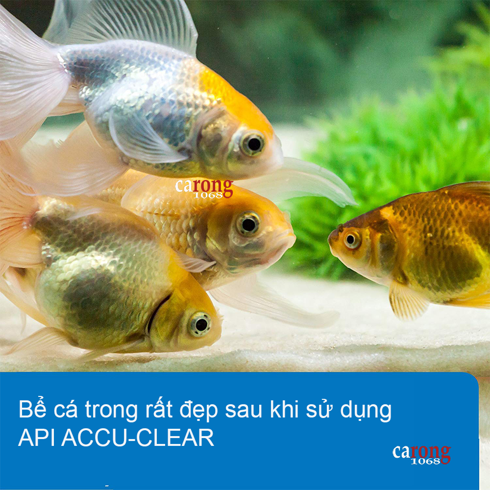 cach-lam-nuoc-ho-ca-trong-vat