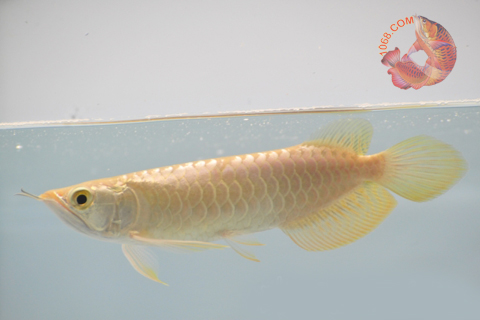 Quá bối 24k9999 Global Arowana là một trong những dòng cá rồng đẹp nhất trên thế giới. Hãy xem những bức ảnh tuyệt đẹp này để biết lý do tại sao chúng lại được coi là \