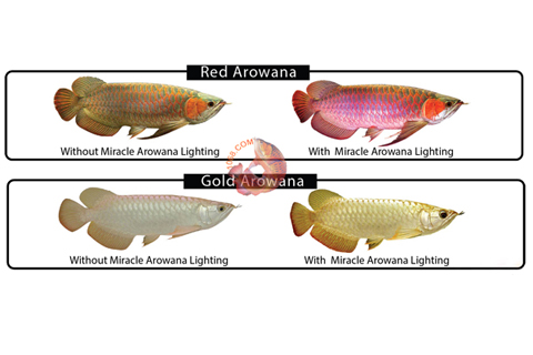 Sắc đỏ tượng trưng cho sức mạnh và may mắn. Đèn LED đỏ hồ cá rồng không chỉ mang lại ánh sáng ấm áp mà còn tạo nên một không gian sống động và bắt mắt. Hãy trang trí cho hồ cá rồng của bạn thật hoàn hảo với đèn LED đỏ!