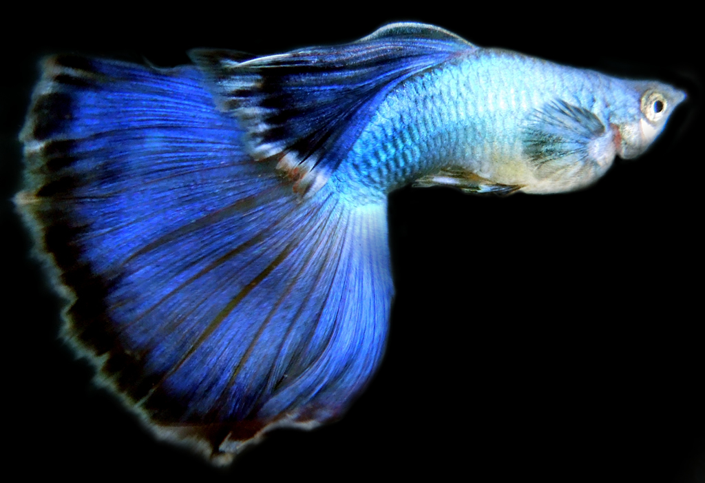guppy_peacock