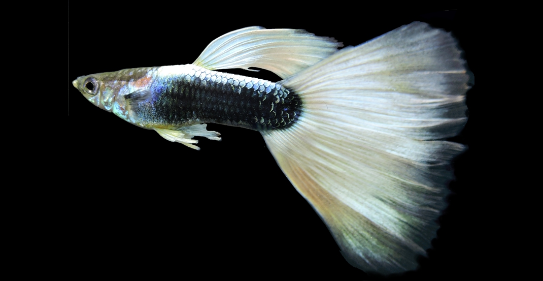 guppy_whitetail_german_halfblack