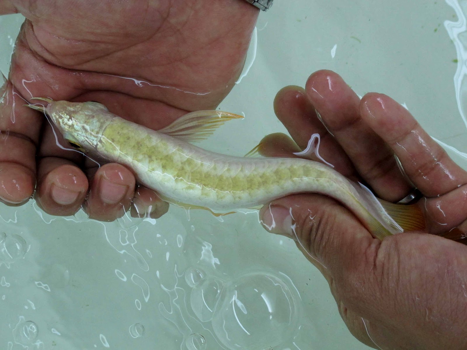 Ảnh cá chép hóa rồng đẹp nhất | Cá chép, Hình nền, Nhật