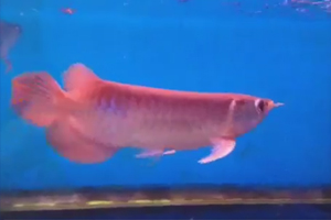 Huyết long Elkindo Arowana con