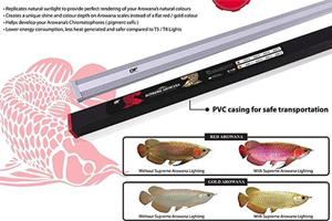 Đèn LED nuôi cá huyết rồng siêu mỏng OF Supreme Red Arowana 175cm 57W
